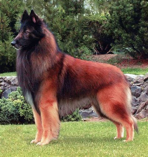 Belgian Tervuren Shepherd : pics