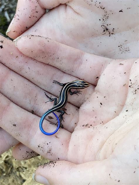 1123 best Skink images on Pholder | Reptiles, Nature Is Fucking Lit and