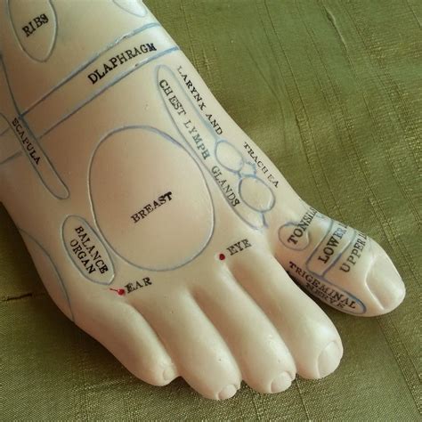 This is a foot reflexology model of the right foot. Reflexology