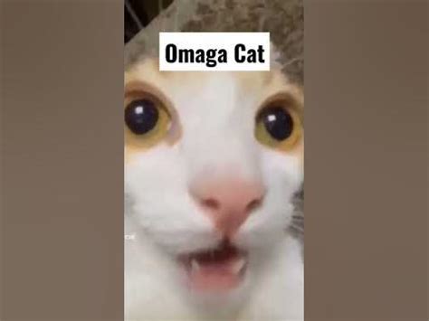 omaga cat memes memesdaily viral shorts cat youtube