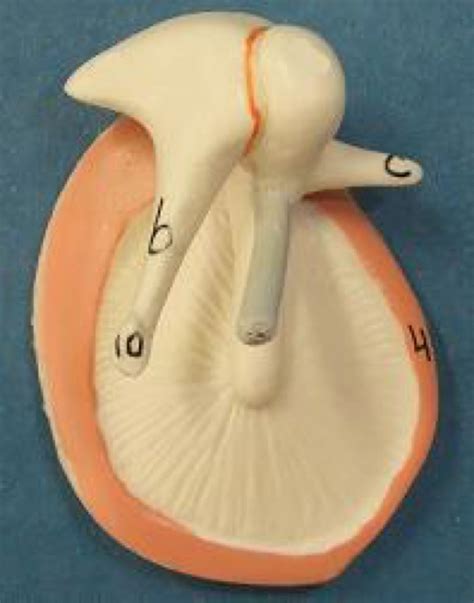 Tympanic membrane Diagram | Quizlet