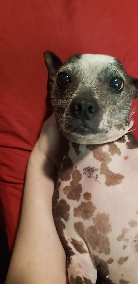 CVT friend pointed out there's no medical reason why hairless dogs CAN