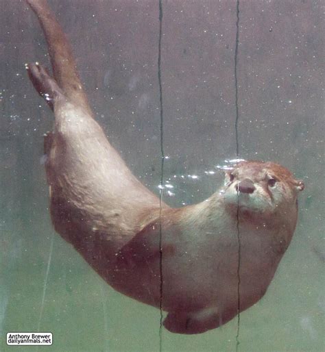 Underwater otter by jaffa-tamarin on DeviantArt