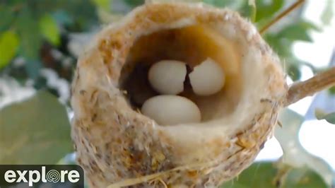 Bee Hummingbird Eggs