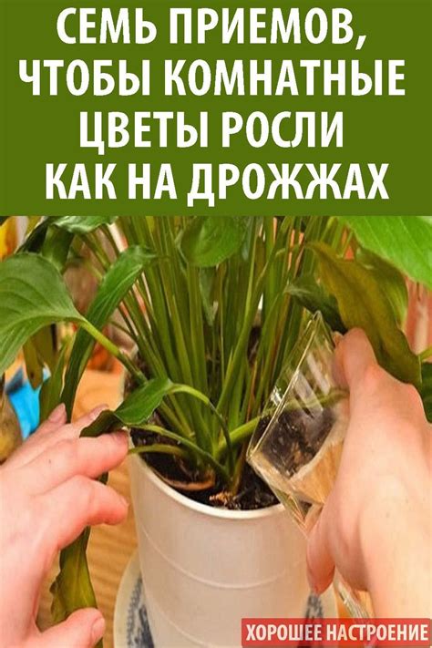 7 приемов, чтоб комнатные цветы росли как на дрожжах | Растения ...