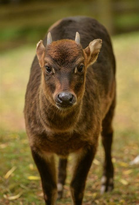action indonesia  global collaboration  conserve anoa banteng