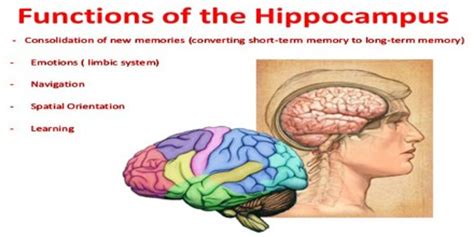 Hippocampus - Assignment Point