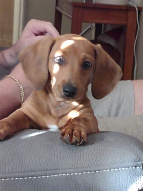 Mavis - QLD - Dachshund Rescue Australia