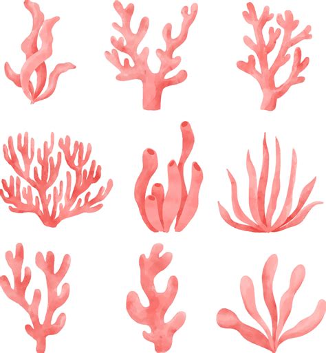 coral drawings easy 5