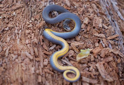 Ringneck Snake - eMuseum of Natural History