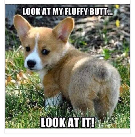 25 Funny Animal Pics and Memes To Make You Smile - Funny Gallery ...