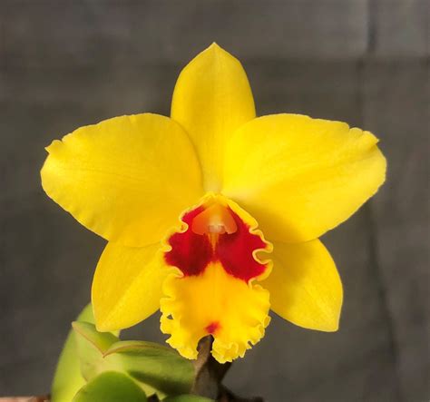 (Slc. Love Fresh x Pot. Little Toshie) - Sunset Valley Orchids