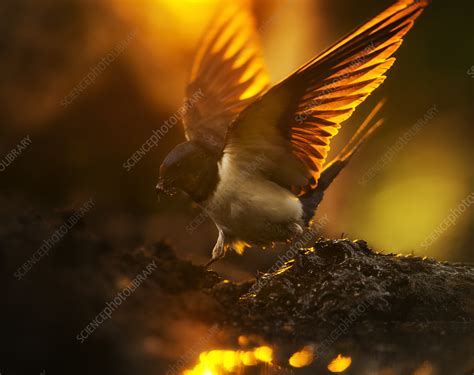 Barn swallow in mud collecting nest building materials - Stock Image ...