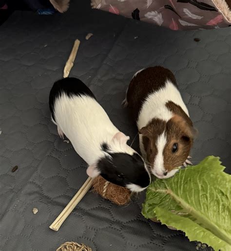 Two females, three months old, bonded - Guinea Pig Finder