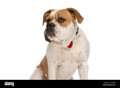 Are American Bulldogs Big