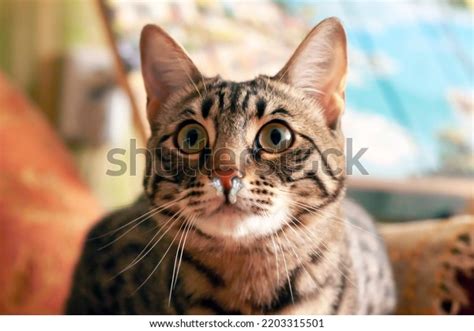 how to clear cat sinuses