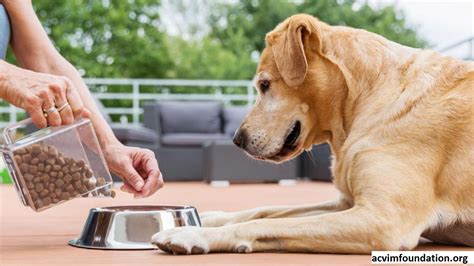 tips memilih anjing   makanan terbaik  anjing