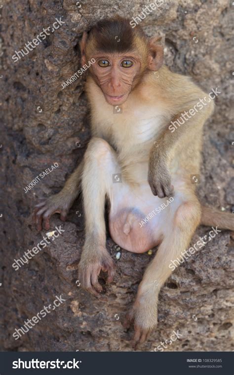 Portrait Of Baby Rhesus Macaque Monkey In Historic Site, Thailand Stock ...