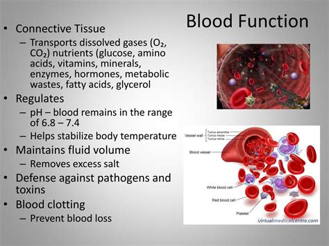 PPT - Blood Function PowerPoint Presentation, free download - ID:2960720