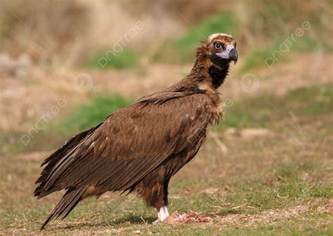 The Majestic Wild Black Vulture In Its Habitat Background And Picture ...