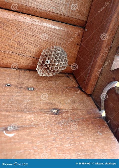 Wasp& X27;s Nest There are No Wasps Building Nests in the House. Stock