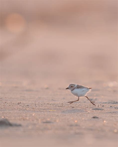 NYC Plover Project
