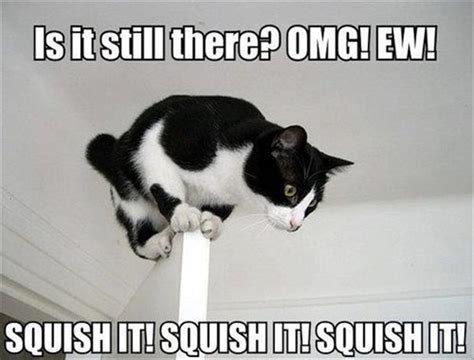 Funny Scared Animal Pictures - 25 Pics