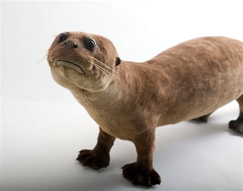 Saying Goodbye to Melbourne’s Weird and Wonderful Taxidermy - The New