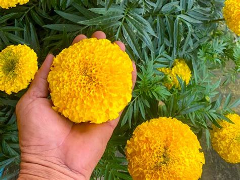 cach trong hoa van tho lun tai nha  ro hoa dung tet