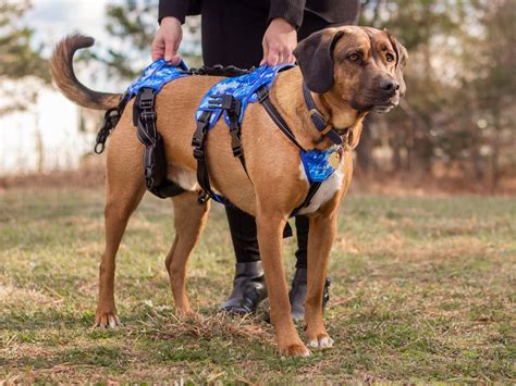 Understanding Leg Tremors and Shaky Legs in Dogs – Walkin' Pets