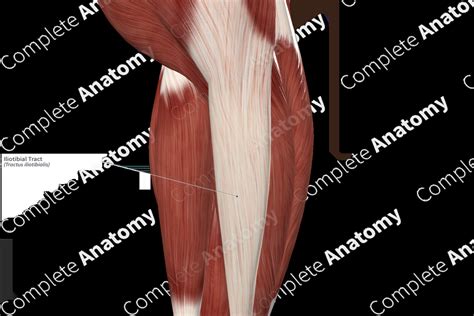 iliotibial tract complete anatomy