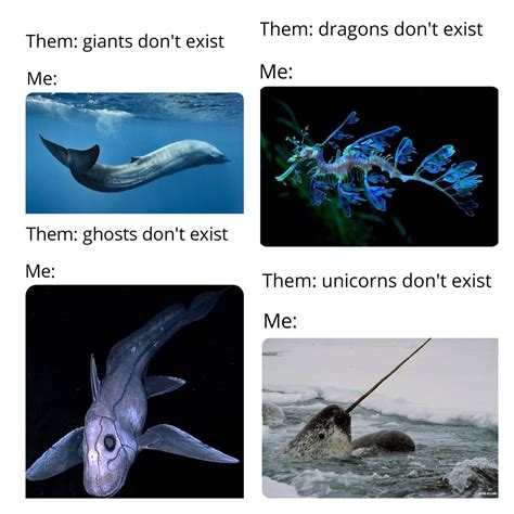 The ocean is where all our fairy tales come true 🌊 : r/marinebiology