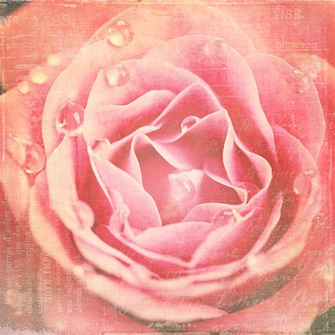 vintage rose photograph  kamen zagorov pixels