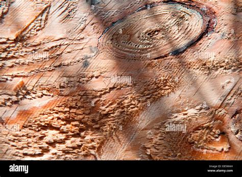 tree cross section stock photo alamy