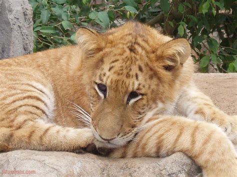 Do not come close! I am is Ligr cub rather than pussy! - Bitrafmix