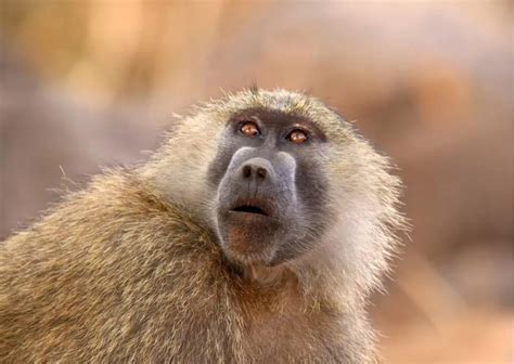 Baboon Behavior - AnimalBehaviorCorner