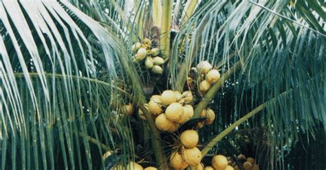 terpopuler gambar pohon kelapa muda