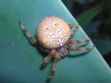 Recregarden: ARANEUS DIADEMATUS