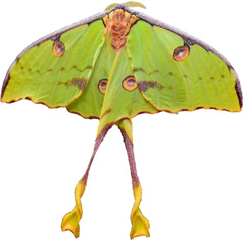 Download Luna Moth Spread Wings | Wallpapers.com