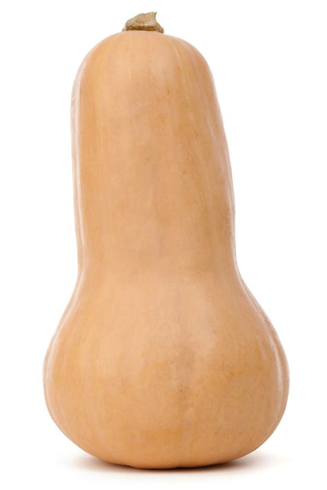 isolated butternut squash  stock photo public domain pictures