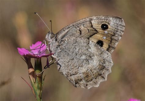 Creatures Den: The Most Endangered Butterfly in Europe - Macedonian ...