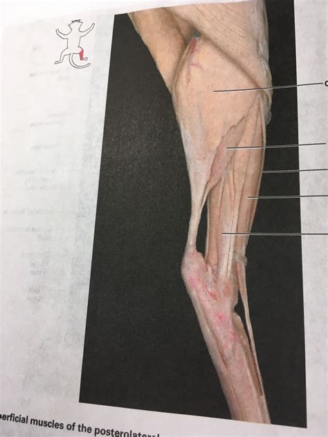 Anatomy Cat Muscle Practical (Part 9) Diagram | Quizlet