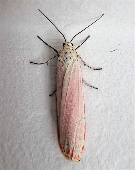 There aren't enough entomology jokes in the world : r/Entomology