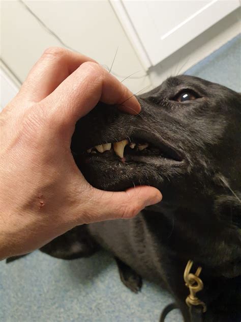 Do Police Dogs Have Titanium Teeth