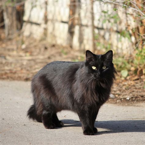Black Persian Cat - Cat Lover | Cat Training