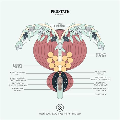 Prostate anatomy illustration. Please email hello@duvetdays.org for