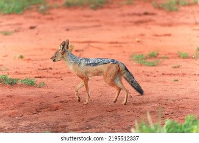 67 Jakal Images, Stock Photos & Vectors | Shutterstock