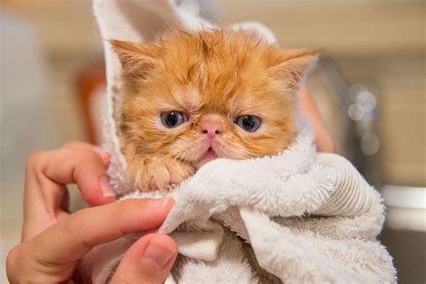Giving Your Cat A Flea Bath - Flea Cures