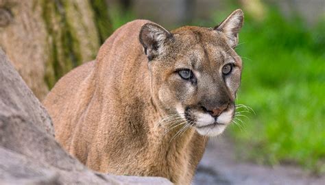 Mountain lion | San Diego Zoo Wildlife Explorers