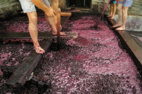 Como É Feito O Vinho - Saiba como o vinho é produzido